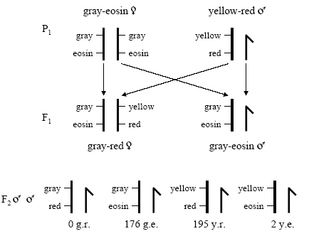 A diagram shows genotypes of the parental, F1, and F2 generations in Sturtevant's cross. Chromosomes are represented as thick, vertical black lines. The lines are intersected in two places by short, thin, horizontal black lines that mark two genes located along the length of the chromosomes. The genes are for body color (gray or yellow) and eye color (eosin or red). The parental generation begins with homozygous females for gray body color and eosin eye color and males with one X chromosome containing genes for yellow body color and red eye color. Mating between these two parental flies may yield two genotypes in the F1 generation, gray-red females and gray-eosin males. A cross between these two F1 generation genotypes may yield four male genotypes in the F2 generation: gray-red, gray eosin, yellow-red, and yellow-eosin.