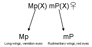 A diagram with letters and arrows shows the phenotypes of two fruit flies that were crossed to determine the distance between genes. The phenotypes of the two types of flies used in Sturtevant's crosses are shown at the top of the diagram. The phenotypes are uppercase M (long wings), lowercase p (vermillion eyes) and lowercase m (rudimentary wings), uppercase P (red eyes). The letter X after both genotypes indicates that the genes are present on the X chromosome. Arrows point from both the first and second fly's phenotypes to their phenotypic descriptions.