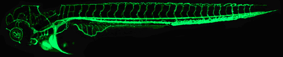 A photomicrograph shows a transparent zebrafish embryo against a black background. Its vascular system is dyed fluorescent green and is shown in detail running the length of the embryo's elongated body, with the head at left and tail at right. The blood vessels look like tiny ribs connected to the main vessels in the body. Developing blood vessels are also evident in the head throughout the brain and eye. A larger green structure close to the head corresponds to the heart.