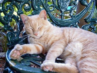 A photograph shows a brown and white-striped tabby cat lying on a green, iron patio chair with a wood chip-filled area behind it. The cat’s right foreleg and paw are extended outward on the chair with its pink padded sole exposed. The paw has six toes. The four main toes resemble those of a typical cat, and two toes with extended claws appear on one side. These two toes are on the side of the paw that would be toward the cat’s midline if the cat was standing.