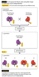 A diagram outlines the steps in a genetic cross between two pea plants. The top panel of the diagram represents the parental generation and shows an illustration of two plant strains: one strain shows a front view of a purple flower beside a yellow oval-shaped pollen grain. The pollen grain looks like a capsule. The second strain shows a side view of a red flower beside a smaller, spherical pollen grain. An X between the two strains indicates a genetic cross has occurred. The middle panel in the diagram represents the F1 generation and shows a single plant strain: purple flowers with long pollen. The bottom panel represents the F2 generation resulting from self-fertilization of the F1 generation. A number representing the proportion of each phenotype in the F2 generation is shown above an illustration representing each strain. The F2 generation contains 284 purple flowers with long pollen, 21 purple flowers with round pollen, 21 red flowers with long pollen, and 55 red flowers with round pollen.