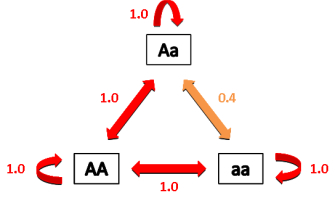This triangular diagram indicates mating preferences between parents with the genotypes uppercase A lowercase a, lowercase a lowercase a, and uppercase A uppercase A. Double-sided arrows indicate mating between parents with different haplotypes, and curved arrows indicate mating between parents with the same haplotype. All mating possibilities have a mating preference of 1.0 except for mating between parents with the haplotypes uppercase A lowercase a and lowercase a lowercase a. The mating preference for this pairing is 0.4. Therefore, matings between parents with the genotypes uppercase A lowercase a and lowercase a lowercase a are disfavored compared to all other mating combinations.