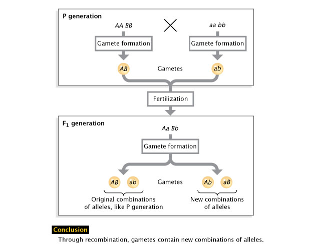 A diagram outlines a genetic cross between two organisms, beginning with the formation of gametes in each, a fertilization event, and ending with the formation of gametes in the resulting F1 generation. The genotypes for the two parent organisms, the unfertilized gametes, the resulting F1 generation, and the F1 gametes are shown using uppercase and lowercase letters A and B. Recombinant and nonrecombinant gametes occur in the F1 generation and exhibit different combinations of alleles.