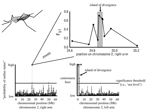 An empirical example of genomic islands of divergence involving incipient species of <i>Anopheles gambiae</i>