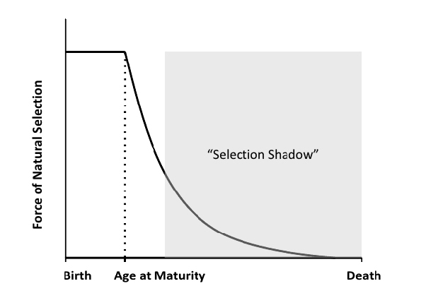 The force of selection as a function of age.